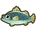 Barramundi fish icon